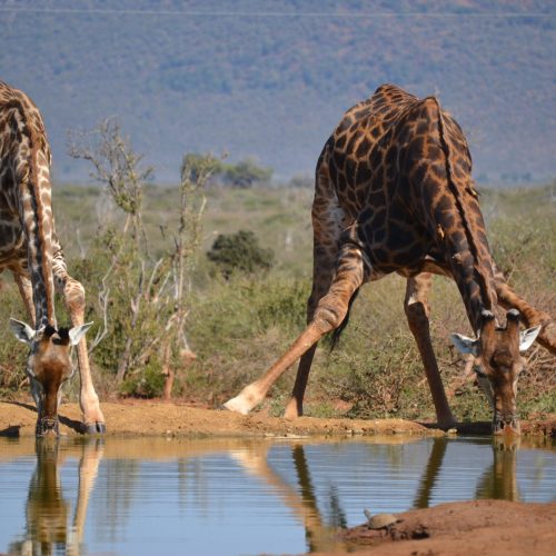 Madikwe Nationalpark, Südafrika