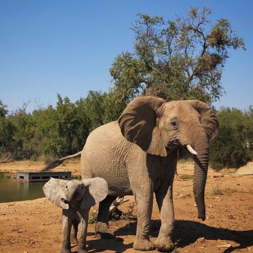 Madikwe Nationalpark, Südafrika