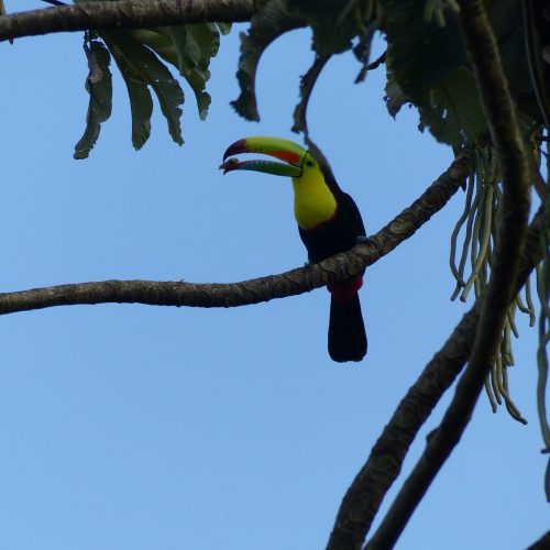 Tortuguero Nationalpark, Costa Rica