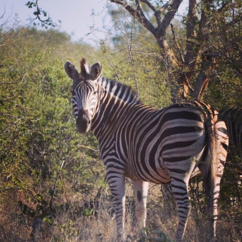 Madikwe Nationalpark, Südafrika